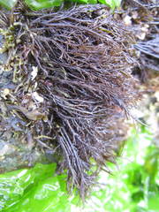 Cryptosiphonia woodii