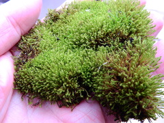 Barbula unguiculata