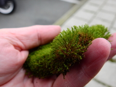 Barbula unguiculata