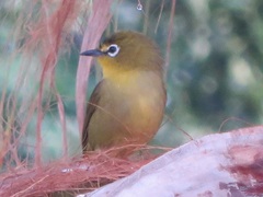 Zosterops virens virens