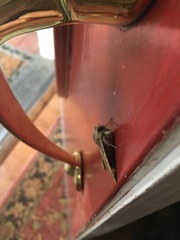 Cissusa indiscreta