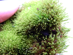 Barbula unguiculata
