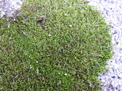 Hypnum cupressiforme