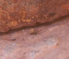Uloborus plumipes