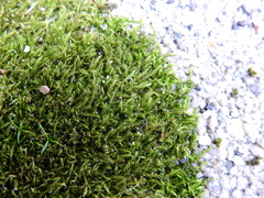 Hypnum cupressiforme