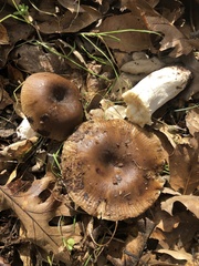 Russula sororia