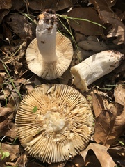 Russula sororia