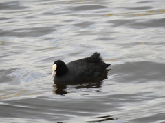 Fulica atra