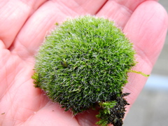 Grimmia pulvinata