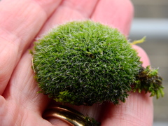 Grimmia pulvinata