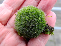 Grimmia pulvinata