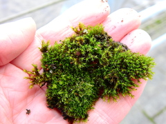 Vinealobryum insulanum
