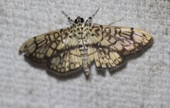 Haritalodes obliqualis