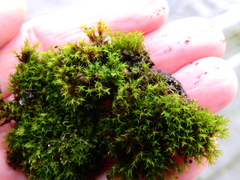 Vinealobryum insulanum