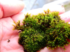 Vinealobryum insulanum