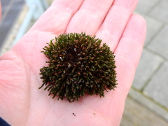Schistidium