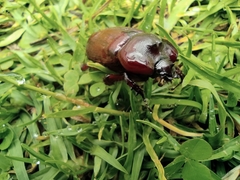 Heterogomphus bourcieri