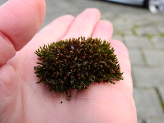 Schistidium