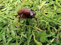 Heterogomphus bourcieri