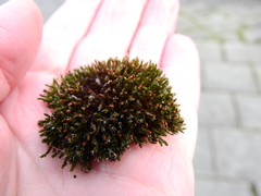Schistidium