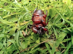 Heterogomphus bourcieri