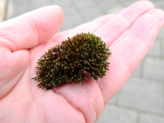 Schistidium