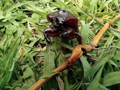 Heterogomphus bourcieri