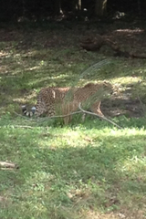 Acinonyx