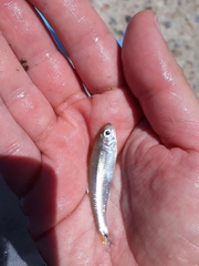 Bryconamericus exodon