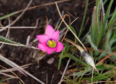 Romulea camerooniana