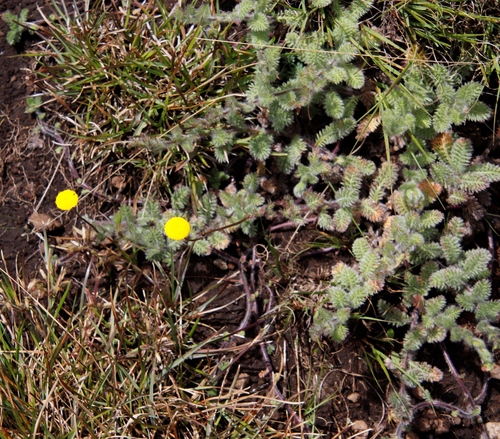 Image of Cotula socialis by (c) Tony Rebelo, some rights reserved (CC BY-SA)