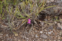 Romulea camerooniana