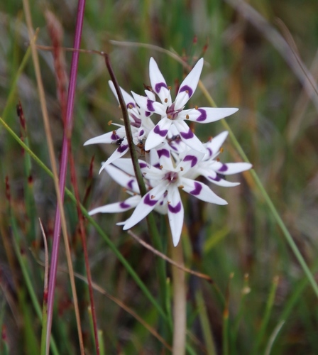 Pepper-and-salt flower (Wurmbea elatior)