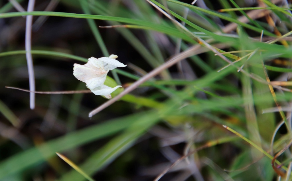 Disperis concinna