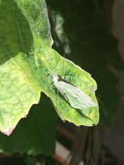 Leptophobia