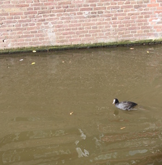Fulica atra
