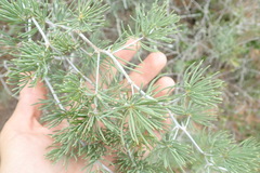 Asparagus crassicladus