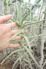 Crassula perfoliata coccinea