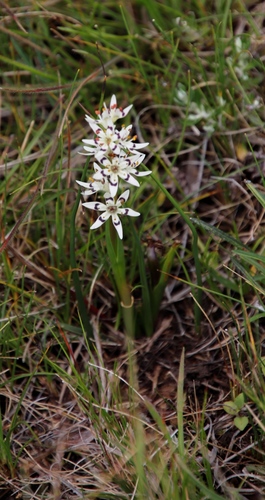 Image of Wurmbea elatior by (c) Tony Rebelo, some rights reserved (CC BY-SA)