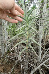 Crassula perfoliata coccinea
