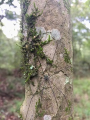 Leiobunum viridorsum