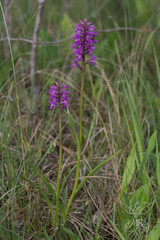 Dactylorhiza traunsteineri