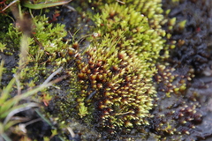 Imbribryum alpinum