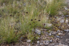 Cyperus schlechteri