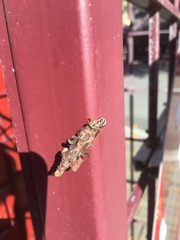 Liothula omnivora