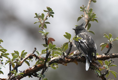 Ash-Breasted Tit-Tyrant photo 3