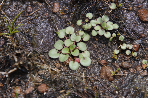 Image of Limosella vesiculosa by (c) Tony Rebelo, some rights reserved (CC BY-SA)