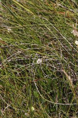 Alepidea pusilla