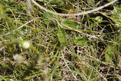 Alepidea pusilla