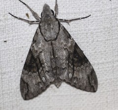 Psilogramma casuarinae